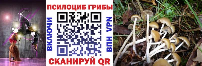 Псилоцибиновые грибы Cubensis Алагир